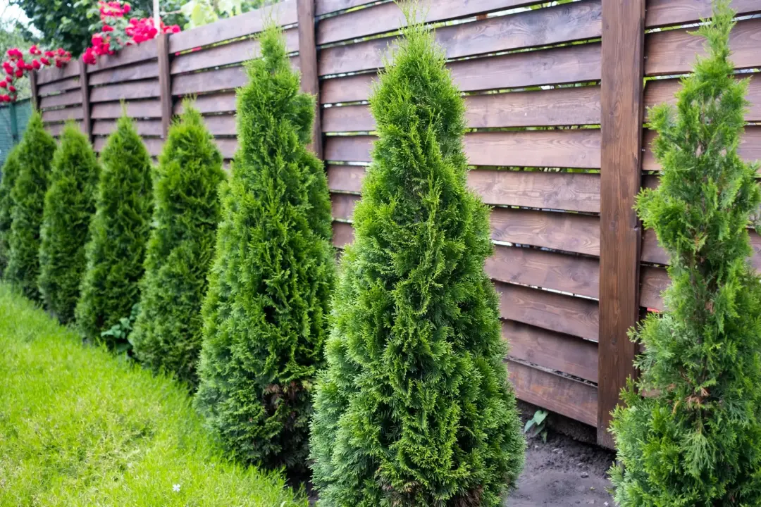 Security and Privacy - Choosing New Garden Fencing